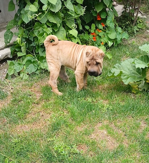 Fetița shar pei  - imagine 2
