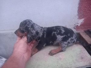 Cățel teckel arlechin , ciocolatiu si alte culori(tekel,Dachshund,techel - imagine 2
