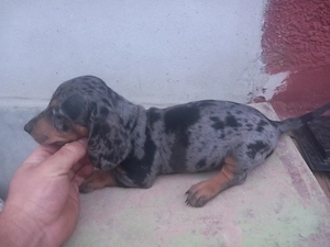 Cățel teckel arlechin , ciocolatiu si alte culori(tekel,Dachshund,techel - imagine 5