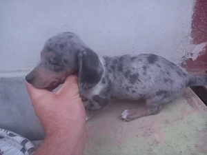 Cățel teckel arlechin , ciocolatiu si alte culori(tekel,Dachshund,techel - imagine 4