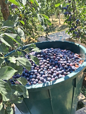 Prune pentru Țuică 