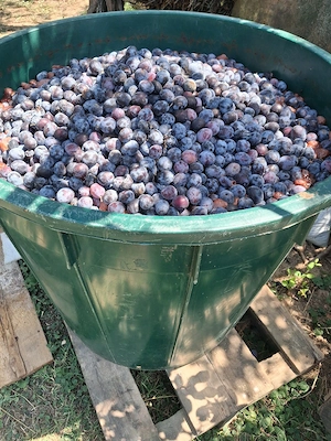 Prune pentru Țuică 