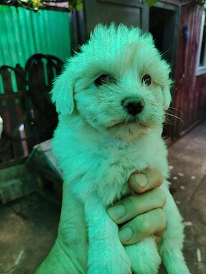 Cățelușă Bichon Maltez 