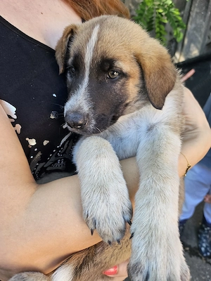Adoptie catelusi de 2 luni - imagine 3