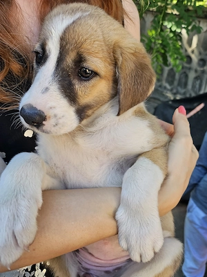 Adoptie catelusi de 2 luni