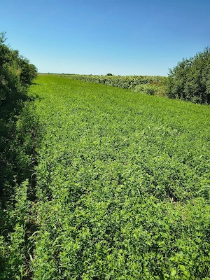 Teren intravilan de vânzare 5000 mp ( 5 euro mp) - imagine 4