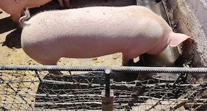 Vând porc sau carcasa