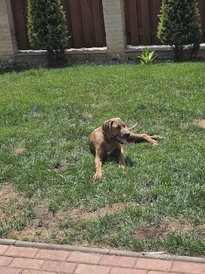 Pui de Rhodesian Ridgeback de vanzare - imagine 2
