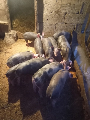 Purcele Pietrain de vânzare!
