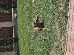 Pui de Rhodesian Ridgeback de vanzare - imagine 3