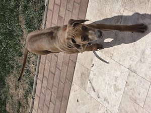 Pui de Rhodesian Ridgeback de vanzare - imagine 5