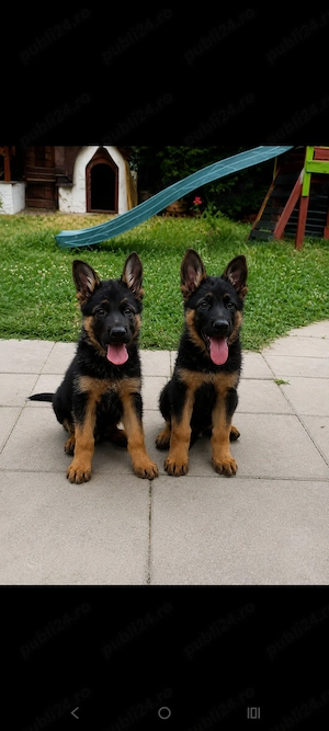 Catei ciobanesc german