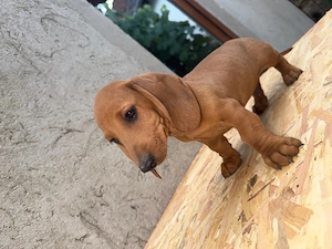 teckel Dachshund 