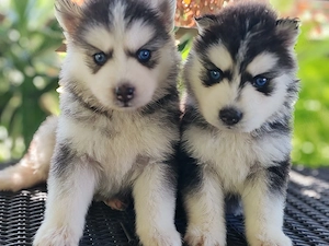 husky siberian 