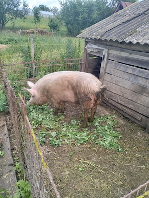 Vând porc aproximativ 150kg