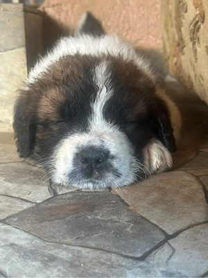 Catei saint bernand cu moscovit  - imagine 3