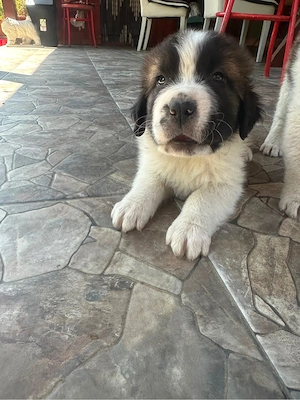 Catei saint bernand cu moscovit  - imagine 4