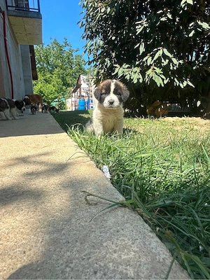 Catei saint bernand cu moscovit 