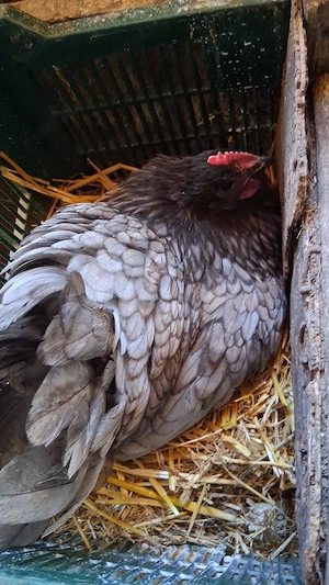 oua australorp  - imagine 2