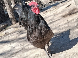 oua australorp  - imagine 5