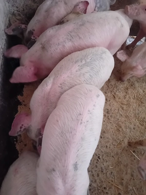 purcei 7 săptămâni jumate 180 lei - imagine 2