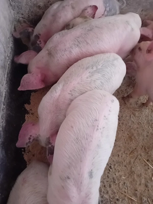 purcei 7 săptămâni jumate 180 lei