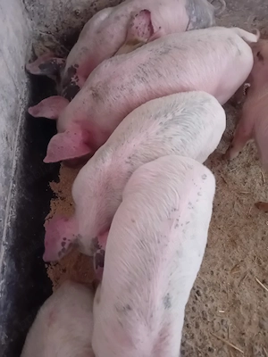 purcei 7 săptămâni jumate 180 lei - imagine 4
