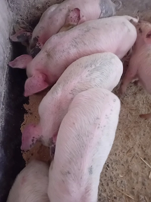 purcei 7 săptămâni jumate 180 lei - imagine 5