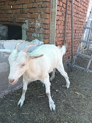 vand iada metis