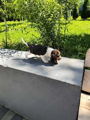  Puiuti Beagle  - imagine 2
