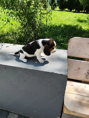  Puiuti Beagle  - imagine 4