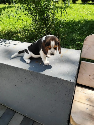  Puiuti Beagle  - imagine 5