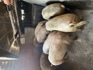 Vând porci grașii 