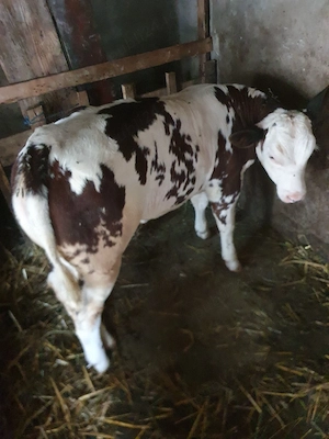 vaca si vitea de vânzare  - imagine 3