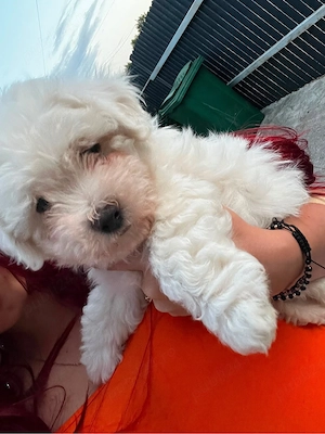    De vânzare cățeluși Bichon Frisé x Maltez      - imagine 5