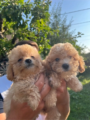 vând femele Maltipoo - imagine 2