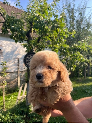 vând femele Maltipoo - imagine 3