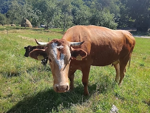vaca cu vitel - imagine 2