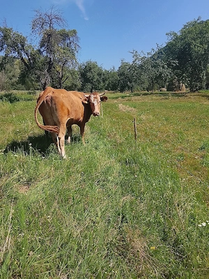 vaca cu vitel - imagine 3