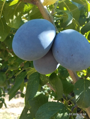 Prune centenar coapte și gustoase.