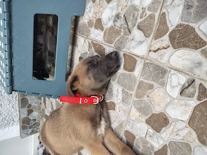 Vând pui malinois 2 luni carnet de sănătate deparazitat și vaccinat - imagine 2