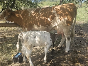 vand o vaca de 8 ani cu vitea de o luna belga - imagine 2