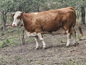 vand o vaca de 6 ani gestanta in 6 luni  talie mare 800-900 kg - imagine 3