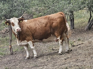 vand o vaca de 6 ani gestanta in 6 luni  talie mare 800-900 kg