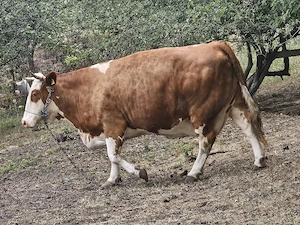 vand o vaca de 6 ani gestanta in 6 luni  talie mare 800-900 kg - imagine 2