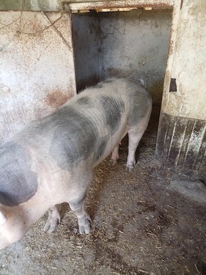 O purcea de vânzare în județul Vrancea Obreja  - imagine 2
