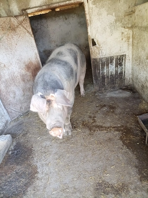 O purcea de vânzare în județul Vrancea Obreja  - imagine 3