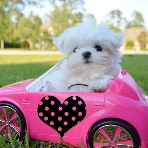 bichon maltez mini toy
