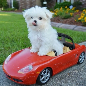bichon maltez mini toy - imagine 2