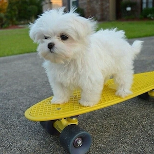 bichon maltez mini toy